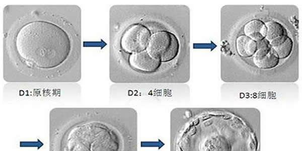 试管婴儿精子和卵子培养过程