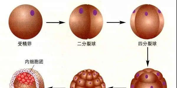 鲜胚和囊胚冻胚哪个成功率高