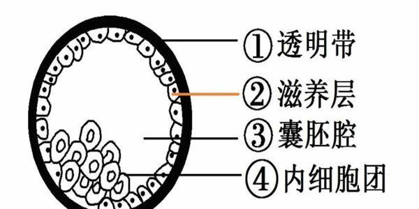 鲜胚囊胚冻胚移植哪个成功率最高