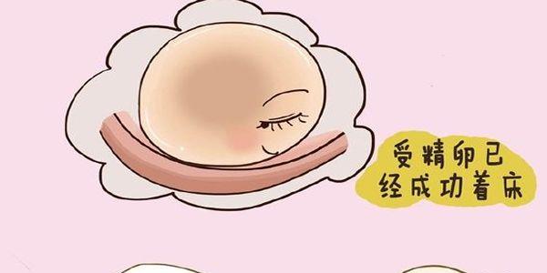 受精卵着床的6个感觉
