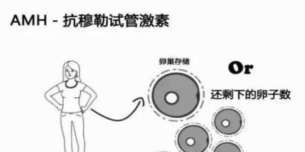 AMH值低可以做试管婴儿吗1.jpg
