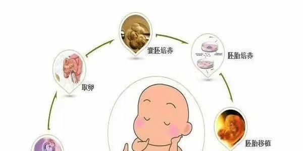试管婴儿过程