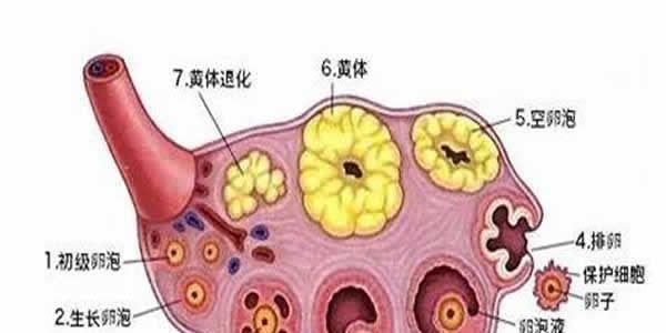 卵泡发育不好能做试管婴儿吗