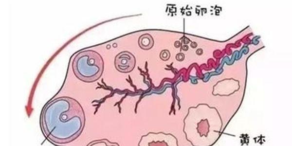 卵泡发育不好能做试管婴儿吗