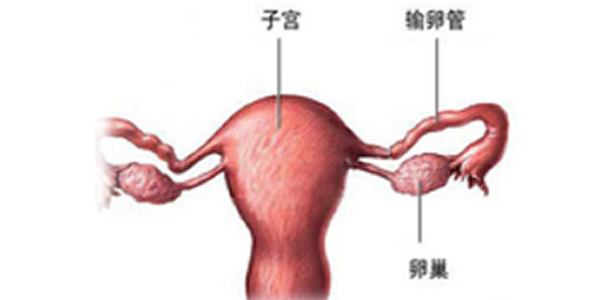 适合做试管婴儿的5类人群汇总-建议收藏方便查阅