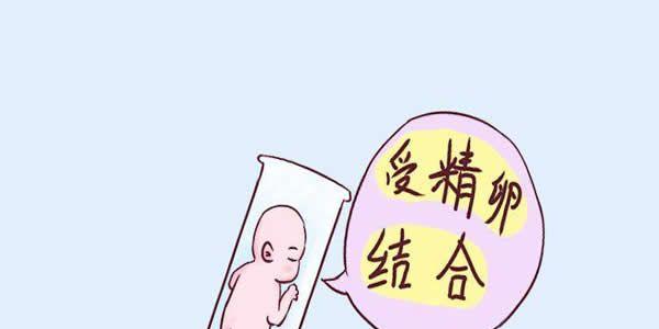 胚胎培养