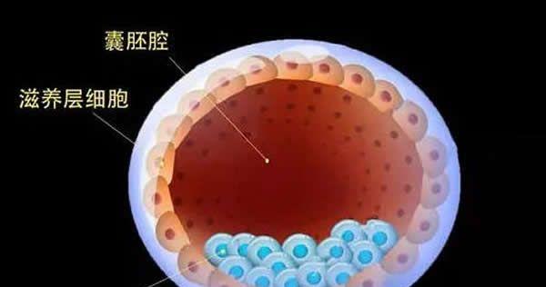 囊胚移植不成功的表现