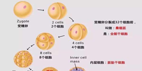 为什么选择囊胚培养与移植