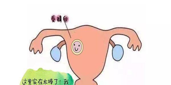 受精卵