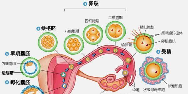试管婴儿囊胚移植后的注意事项和饮食