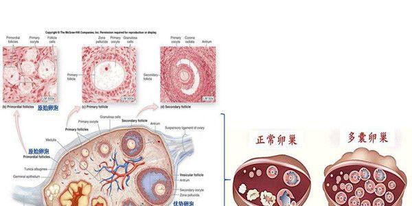 多囊卵巢怎么促排卵怀孕，多囊卵巢促排卵成功率高吗？