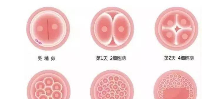 泰国第三代试管婴儿详细流程图解