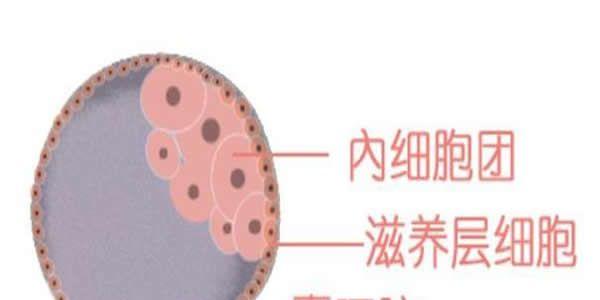试管婴儿三级胚胎可以移植吗