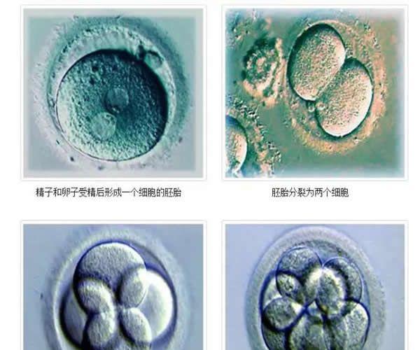 试管婴儿三级胚胎可以移植吗