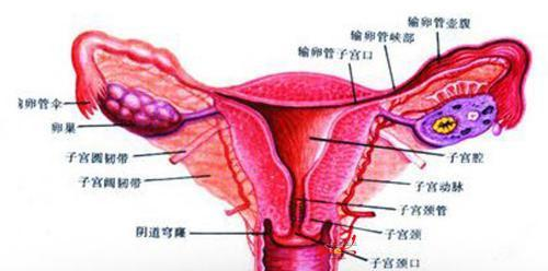 输卵管疾病导致女性不孕的5大因素-汇总分享