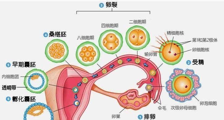 揭秘女人受孕的详细过程及图解