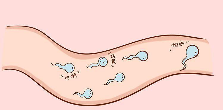 揭秘女人受孕的详细过程及图解