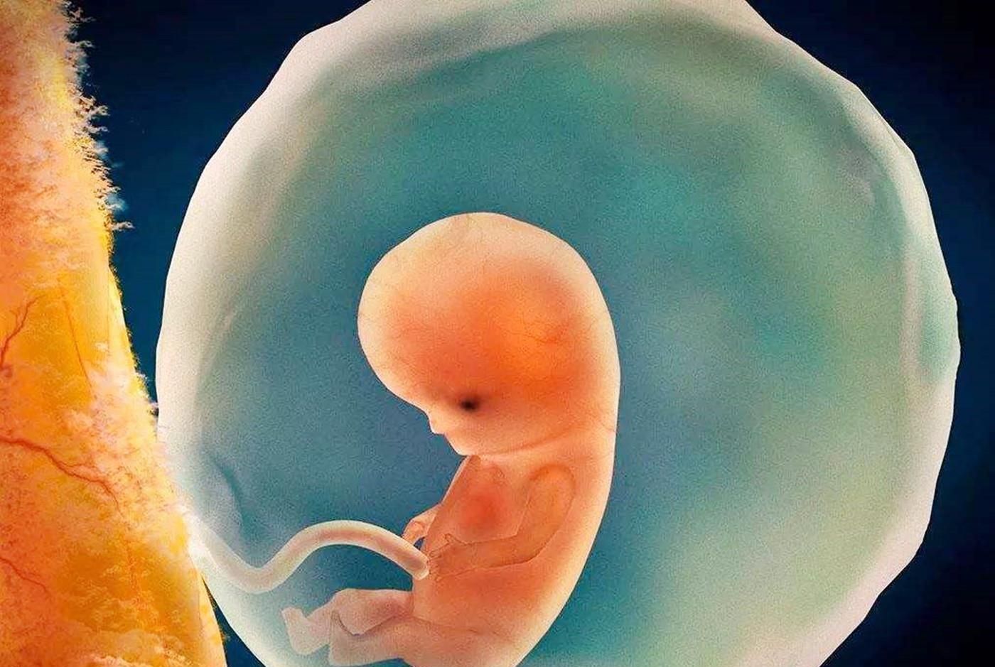 揭秘女人受孕的详细过程及图解