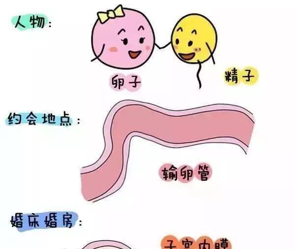 影响做试管婴儿成功率的7大因素汇总分享