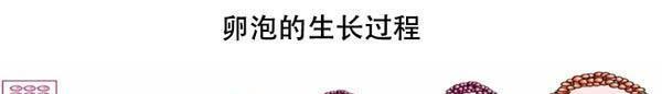 amh检测的临床意义