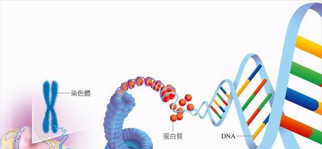 第三代试管婴儿可以筛查这4类遗传病-建议收藏查阅