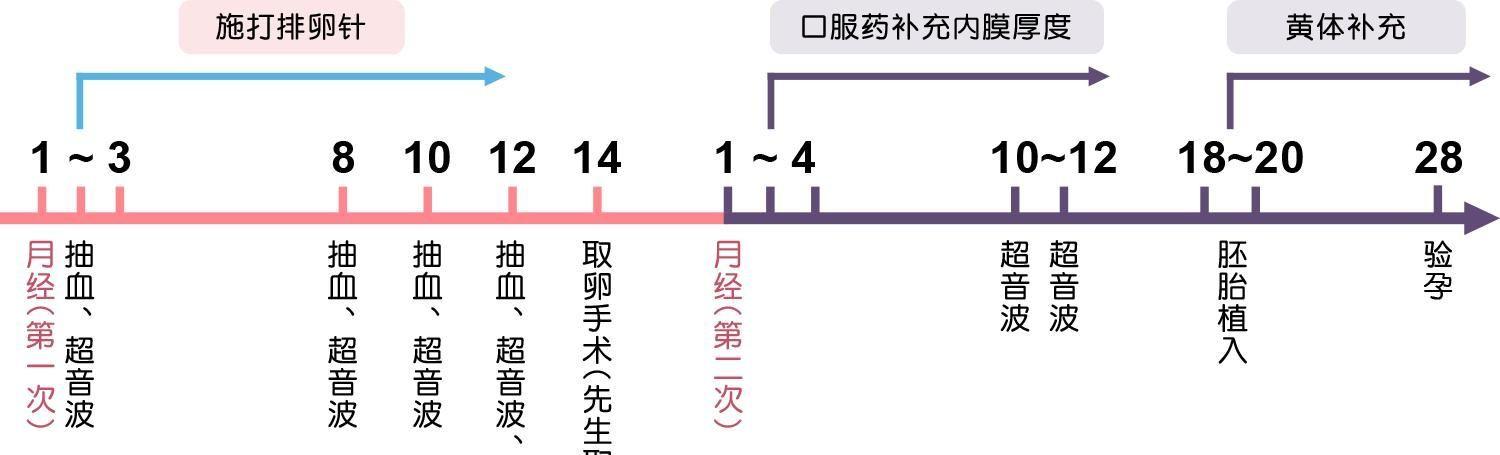 试管婴儿就诊流程及时间安排图