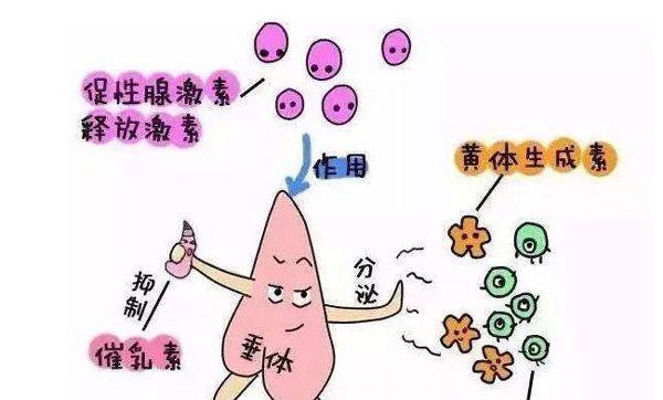 漫画演示试管婴儿进周期具体流程图及步骤让你牢牢掌握试管婴儿知识