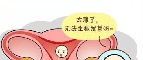 子宫内膜