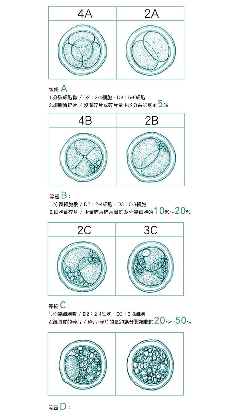 胚胎等级图