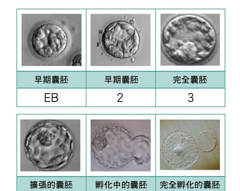 囊胚发育过程图