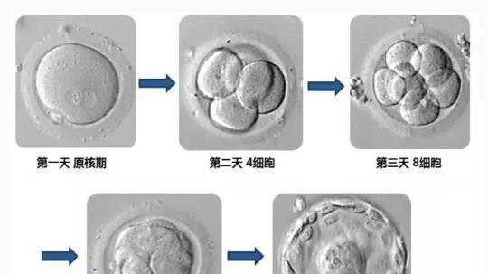 国内试管婴儿步骤及费用详细介绍，已经过专家证实！