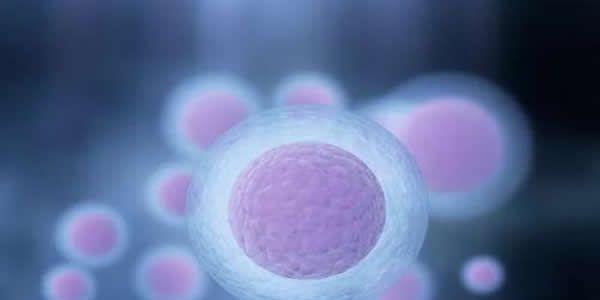 高龄备孕女性要如何养出健康的卵子
