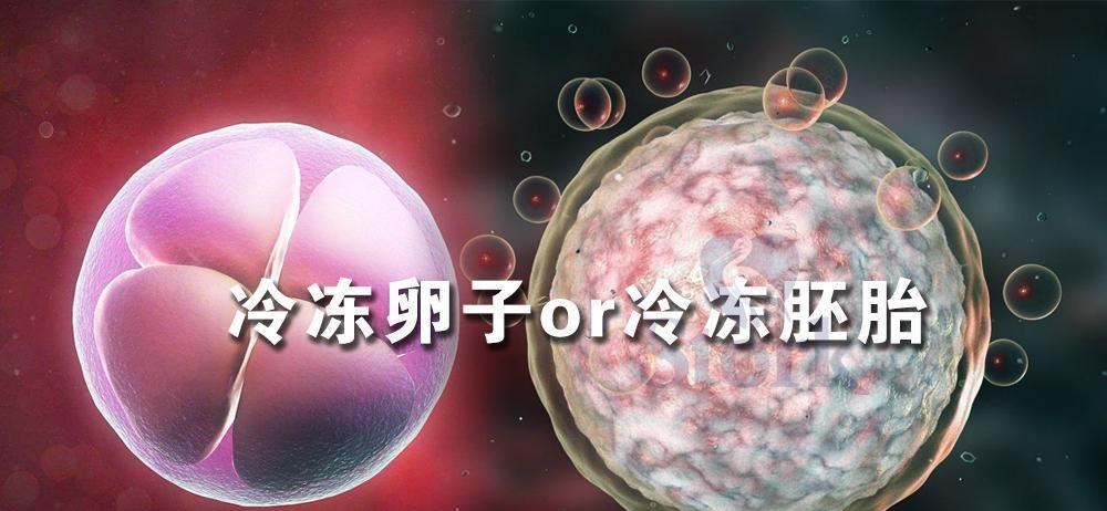 冷冻卵子和冷冻胚胎