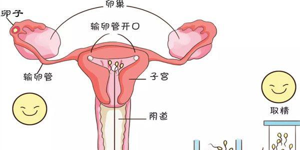 专家科普人工“受”精与人工“授”精的区别