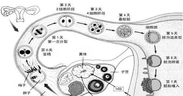 精卵受精发育着床时间流程图