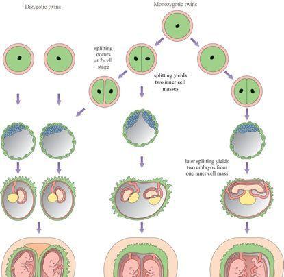 双胞胎形成过程图
