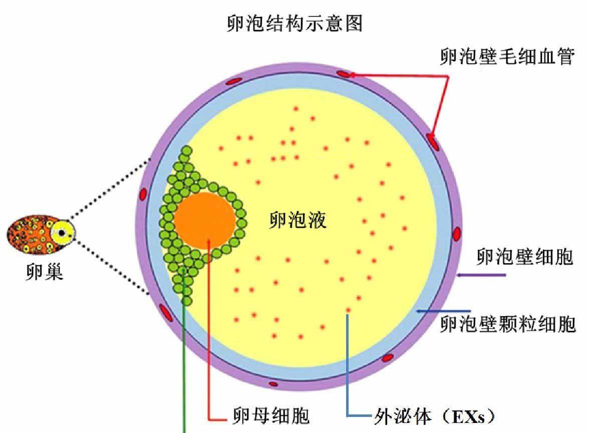 卵子结构图片.jpg