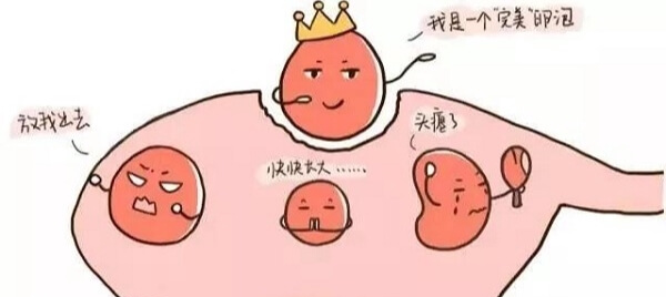 卵泡的形态