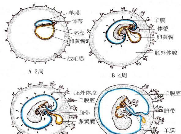 卵黄囊发育图示