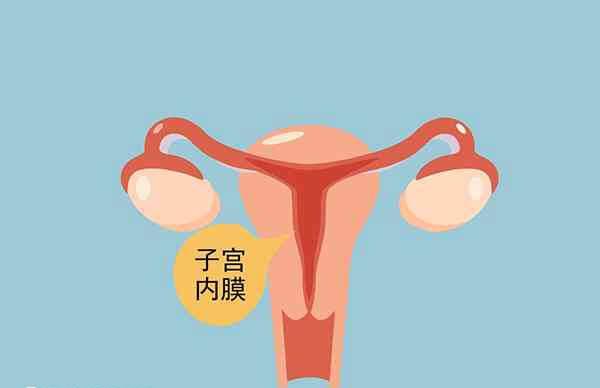 子宫内膜薄的女性患者宜清淡饮食
