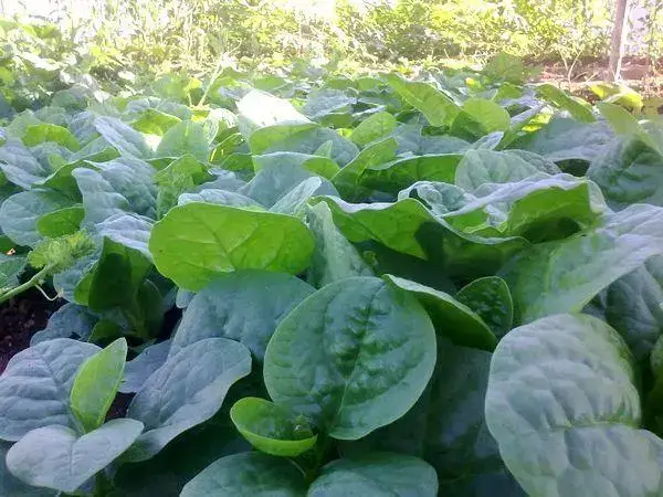100克菠菜含铁3毫克左右