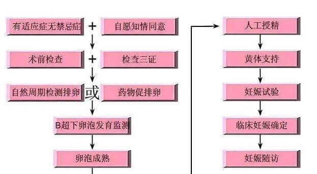 供精人工授精流程