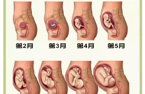 在孕期不同阶段胎儿会发生细微的变化