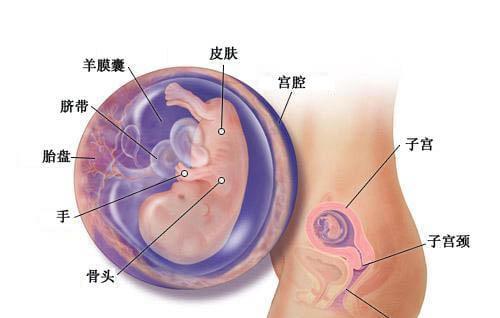 怀孕三个月胎儿图