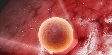 能培养成囊胚说明精子卵子质量好