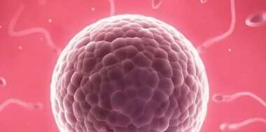 能培养成囊胚说明精子卵子质量好