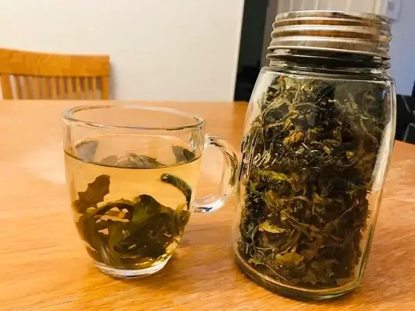 蒲公英茶能活血化瘀清热解毒
