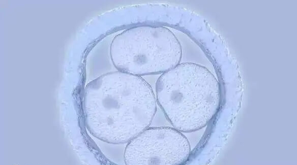 囊胚发育缓慢需要先找到原因