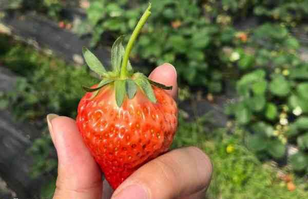 高龄注意饮食营养可提高试管成功率