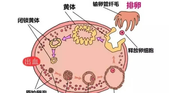 8细胞1级胚胎属于优胚